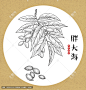 胖大海 手绘胖大海 药材 医草 手绘植物花草 手绘中草药 草药 中草药包装插画 胖大海包装插画 草本植物 中草药 中药本草纲目 百草集 手绘胖大海线描插画