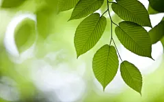 森林风光高清壁纸桌面壁纸1