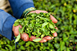 Indian tea picker holding tea leaves