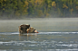 Grizzlies in the Mist