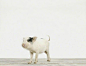 摄影师为各种动物宝宝拍肖像照-大宝萌宠-靠垫网 http://www.kaoder.com
http://www.kaoder.com/?thread-view-fid-7-tid-37919.htm
