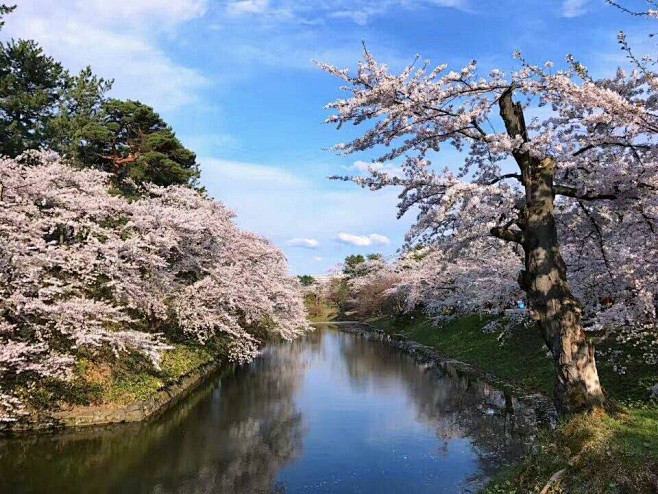 日本青森县弘前公园的樱花～～