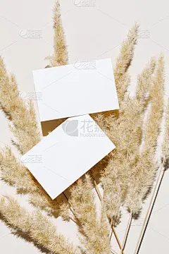 模型与空白纸名片和干燥的潘帕斯草在米色柔和的背景与时尚的阴影和阳光。最小的商业品牌模板。平躺，俯视图