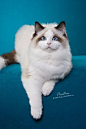beautiful Ragdoll Cat