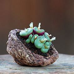 Conophytum obcordell...