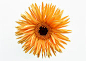 Gerbera_创意图片_Getty Images China