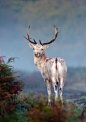 A fallow deer seems to pose for the camera in Surrey, England, in the picture that won the "Portraits" category for the 2011 British Wildlife Photography Awards.