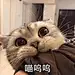 白鱿