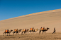 骆驼队 风光 蓝天 沙漠 骆驼 黄沙 边塞 骆驼队