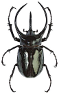 #@灵感图匠#Giant Scarab Beetles: