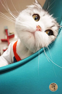 夙荀采集到动物世界-猫猫