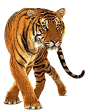 tiger_PNG546