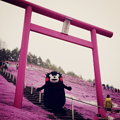 wyyyyyw采集到kumamon