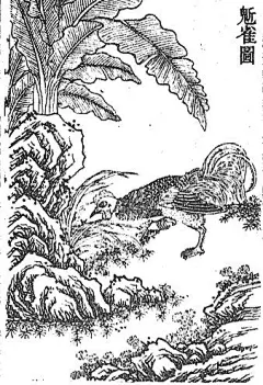 传说中一种吃人的怪鸟。状如鸡，白头，鼠足，虎爪。