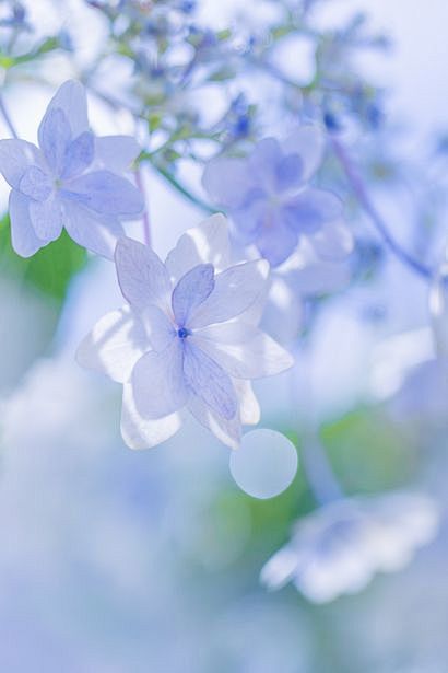 清新小花蓝紫素材素净可爱精致