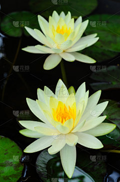 saiauhh采集到植物花卉
