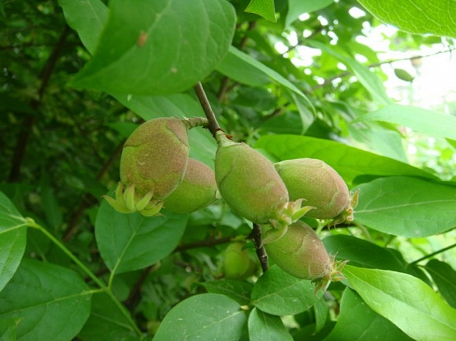 蜡梅