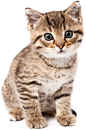 猫9