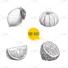 手绘素描风格的柑橘水果套装。柠檬，酸橙，去皮的橘子，桔子片和一半佛手柑。矢量插图孤立在白色背景。