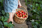 草莓,采摘,草莓地,篮子,农业正版图片素材