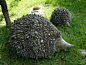 Stone hedgehogs for the garden: 