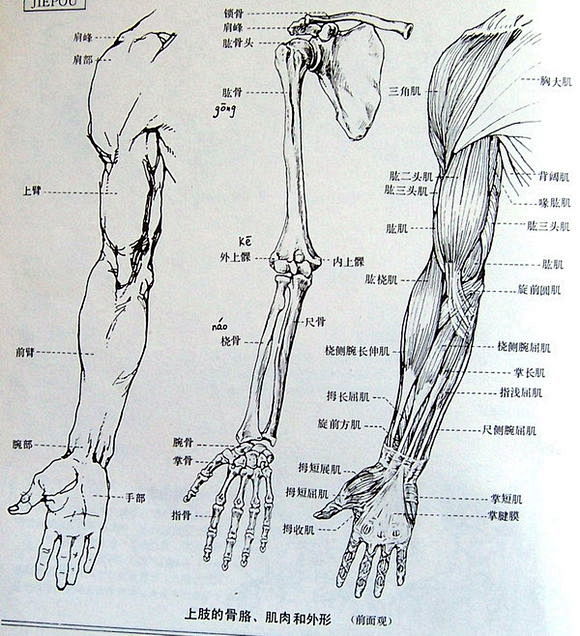 【图片】【教程】关于手臂结构的解析【自学原画吧】_百度贴吧