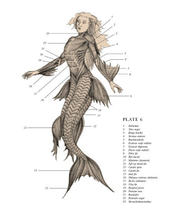 叼着狗的大骨头采集到幻想生物解剖结构