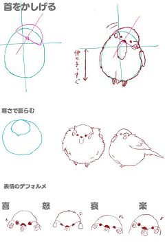 朝日青采集到动物画法参考·鸟类与其他