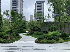 我的名字叫阿鸡采集到LANDSCAPE---造型绿化