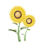 向日葵 高质量花卉花朵PNG免抠图_2.-Sunflower
