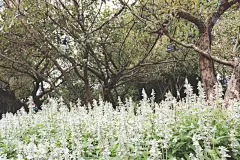 田地,熏衣草,自然,美,芳香的,水平画幅,无人,香水,夏天,植物