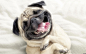 General 1920x1200 dog pug  bulldog animals