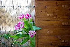 孩子，男孩拿着粉红色的郁金香，躲在后面，母亲节的概念