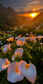 Calla Lilies growing in a valley leading to the beach ~ Big Sur, California