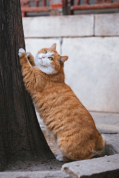 米饭超人采集到猫子