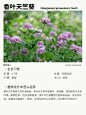 本期更新： #香叶天竺葵#薰衣草#荊芥#薰衣草#银斑百里香#驱蚊植物