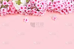 抽象的插花，静物，春天的旗帜，夹竹桃框架与地方的文字在明亮的背景。母亲节，妇女节，情人节贺卡，生日快