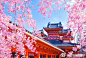 #日本城市画报# 平安神宮，京都府京都市左京区冈崎西天王町。平安神宫是为了纪念京都成为首都1100周年而于1895年建成的神社。大鸟居、大极殿、炫目的朱红色神苑都是平安神宫的标志性建筑。此外，神苑是明治时期极具代表性的日式庭园，共分为东、中、西、南四大部分，这里四季鲜花盛放，吸引着游人们来 ​​​​...展开全文c