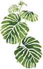 Stencil wall: Grow Philodendron in front: White trellis