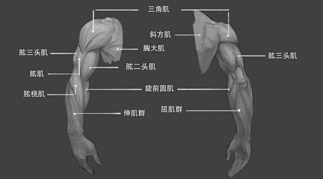 手臂肌肉结构