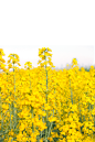 油菜花