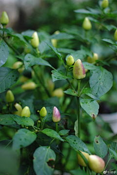 凉衬采集到花及植物蔬菜