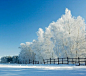 唯美图片：冬日雪景 (9)