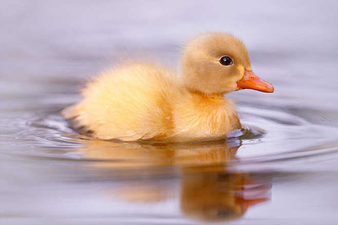 Bath Duck