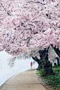 Tidal Basin in Washington DC, USA (by Michelle)。美国华盛顿潮汐湖位于国家广场西南，湖边栽种着从日本引进的几千棵樱花树，这里的吉野樱花花朵大，且先开花后长叶，观赏樱花的的效果甚至比在日本还强。从广场隔湖相望的是宁静典雅的杰斐逊纪念堂，湖中亦可泛舟。