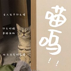 萌宠晒照日常分享简约风plog模板