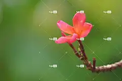 花 花壁纸 花卉背景 姜黄色百合花 弗兰吉帕尼 美丽的花朵 植物群