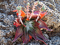 图谱：仙女杯属 <wbr>Dudleya
阿瑞左尼卡 Dudleya arizonica
