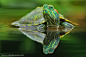Photograph Turtle  by Uda Dennie on 500px
