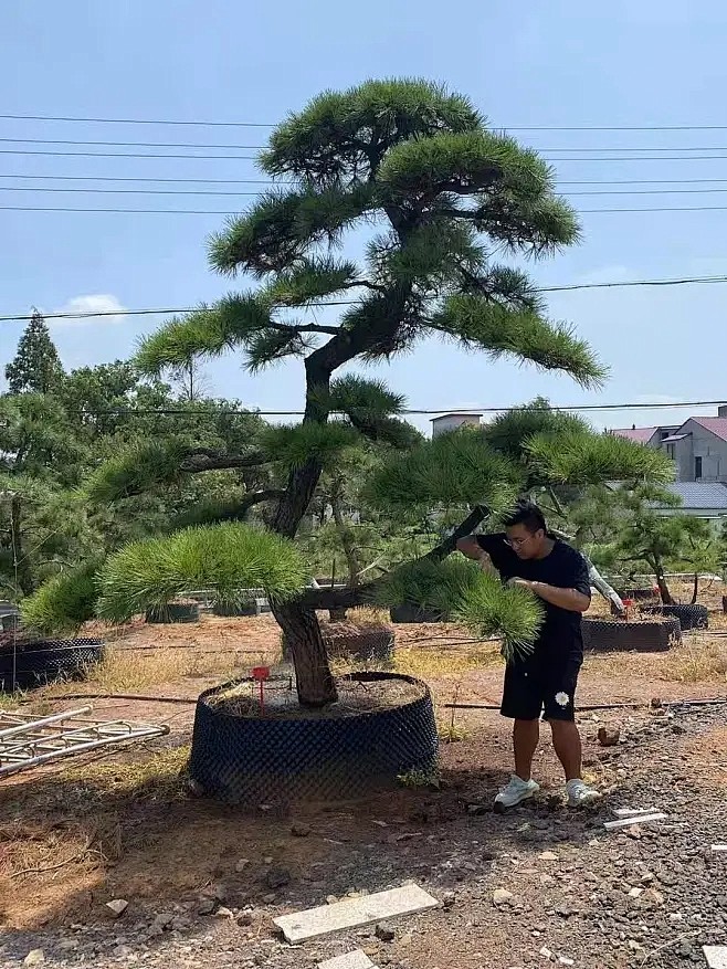 黑松